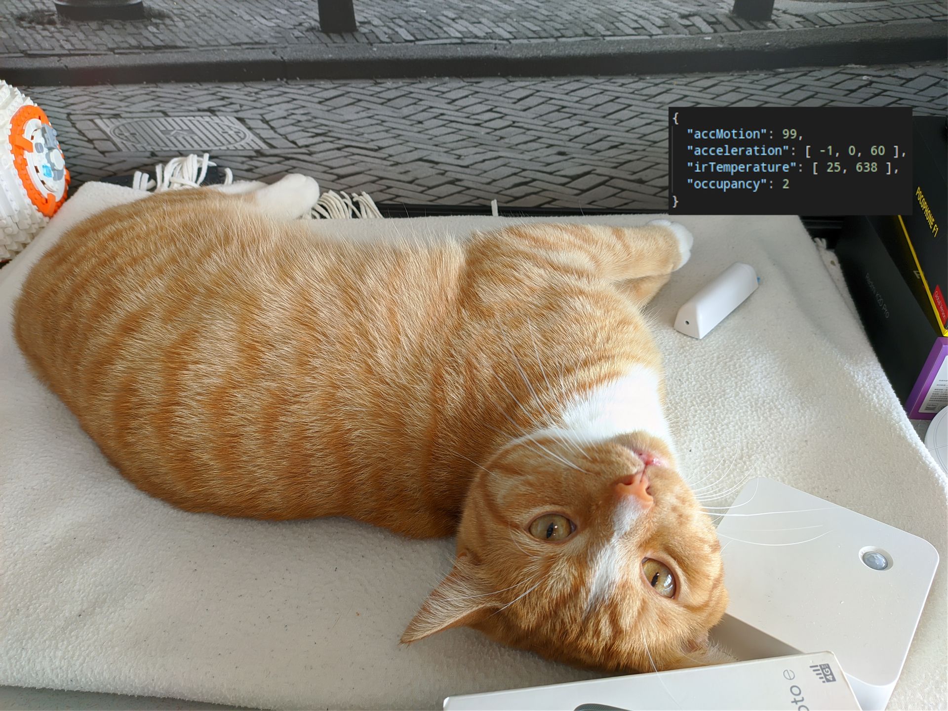 My old cat, Edison