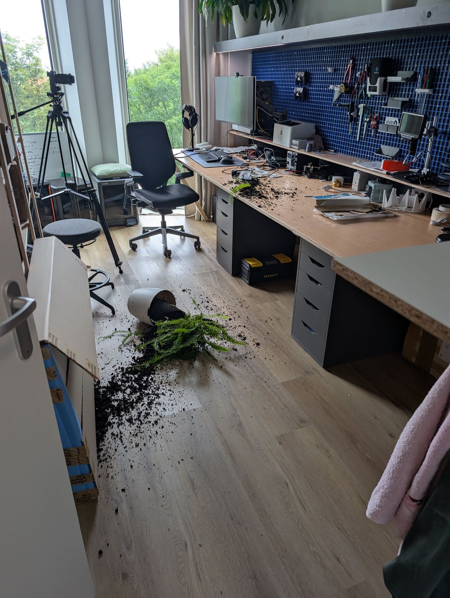 The mess the cat made with a plant